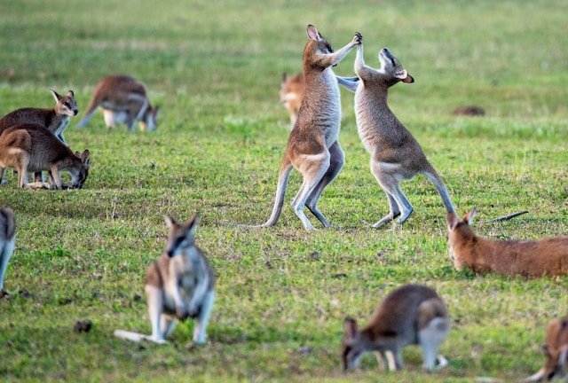 Australia Wildlife & Coastal Adventure Package
