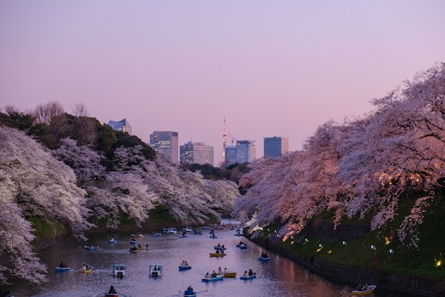 Japan Cherry Blossom & Heritage Package