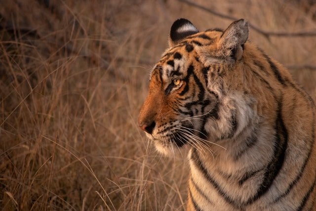 Ranthambore Tiger Safari Land Package